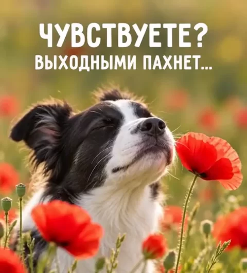 Чувствуете? Выходными пахнет